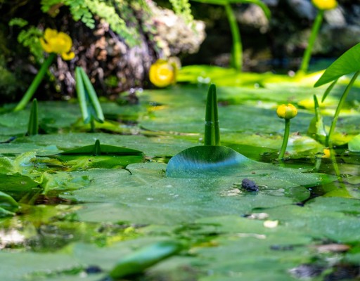 Orto Botanico di Catania