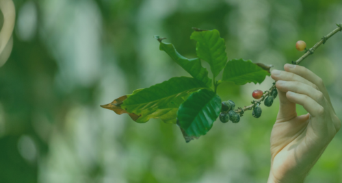 Una domenica all’Orto: visite guidate