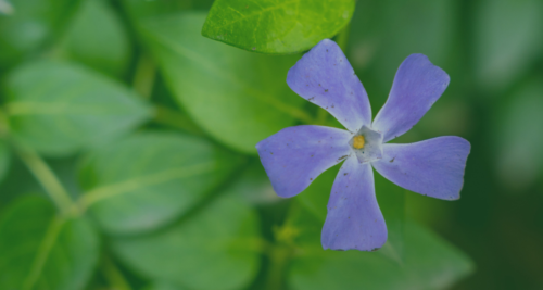 Due nuovi percorsi guidati all’Orto Botanico