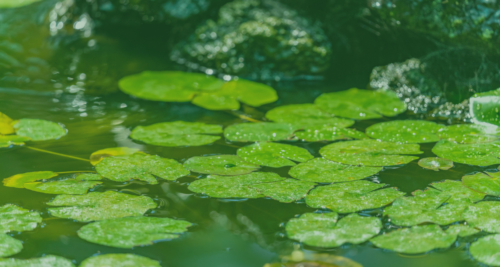 Le visite guidate all’Orto Botanico di Catania dal 25 al 28 aprile e l’1 maggio 2024