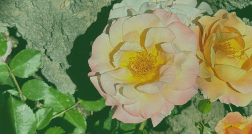 I cinque sensi in giardino